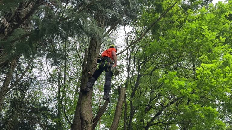 Trusted Oak Forest, IL Tree Removal and Landscaping Services Experts